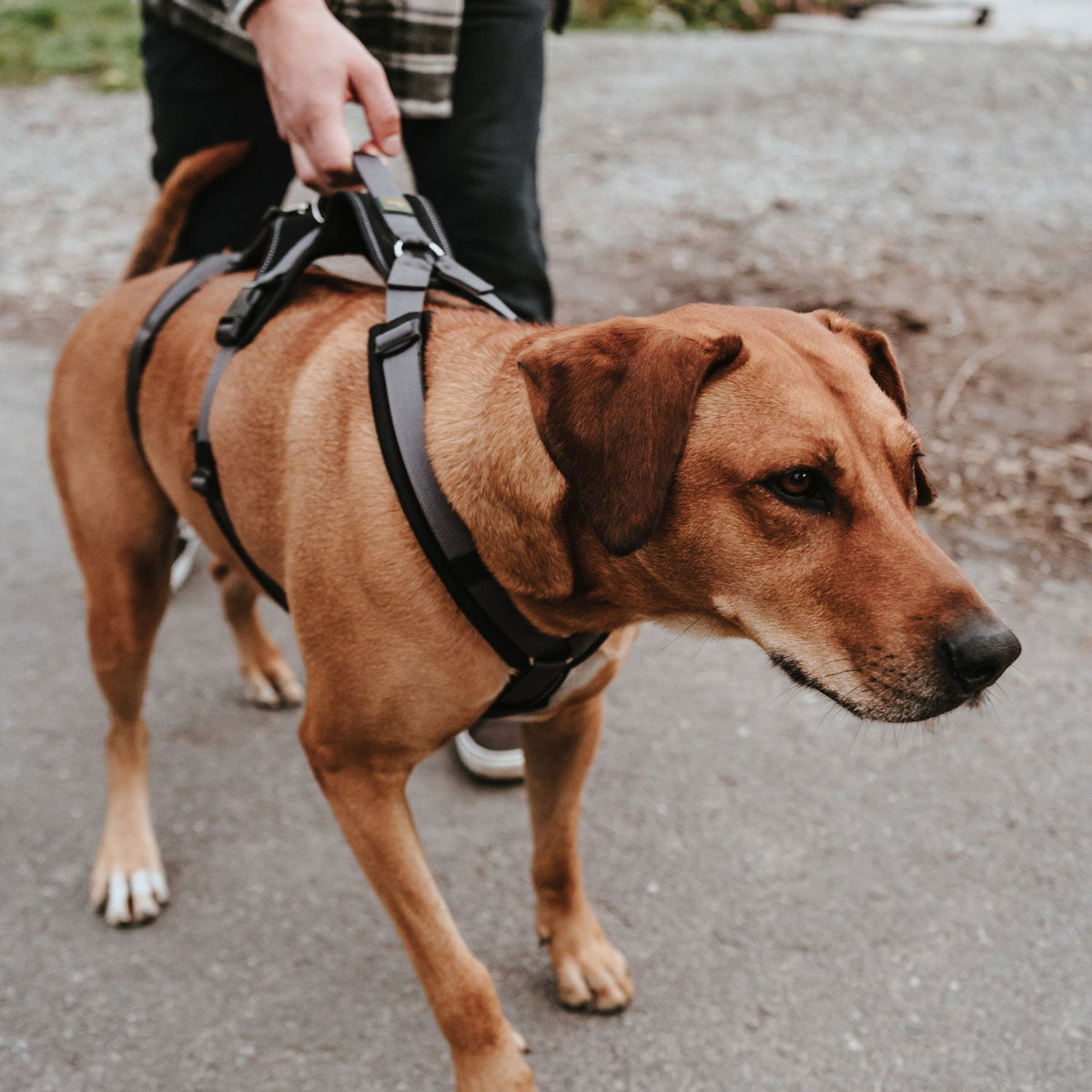 Dog Harness Hunter Maldon Up Grey 50-84 cm