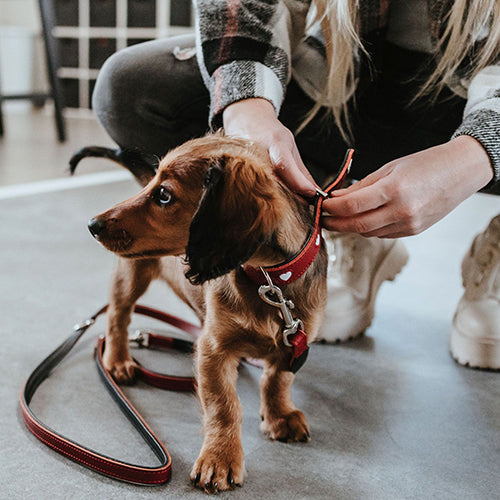 T-Leash Love