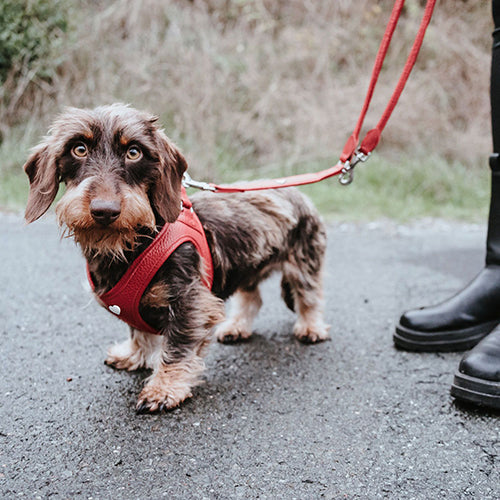 Harness Love