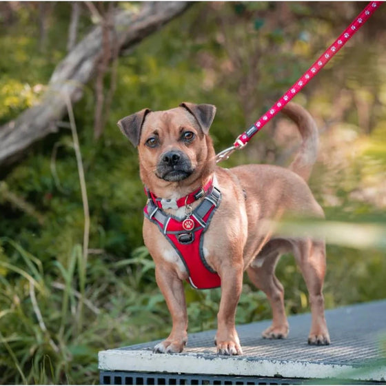 PADDED HARNESS