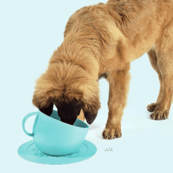 CUP DOG BOWL - Kanineindia