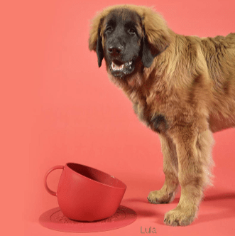 CUP DOG BOWL - Kanineindia