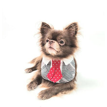  GENTLEPAW DOT TIE BERRY - Kanineindia