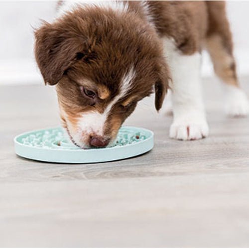 JUNIOR LICKING PLATE - Kanineindia