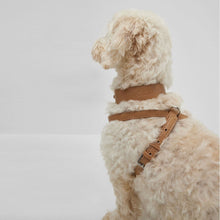  Recycled Leather Collar - Kanineindia