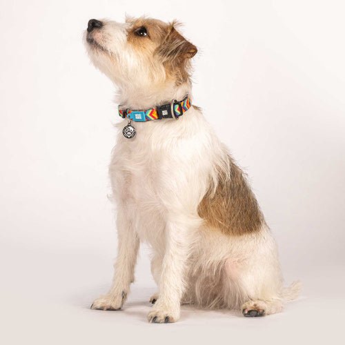 Summertime - Smart ID Collar - Kanineindia